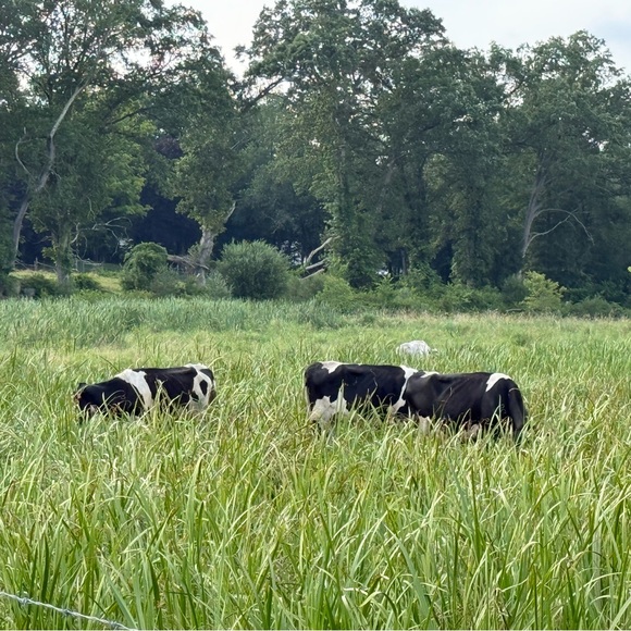 Meet your Posher, Sharon - Picture 2 of 3